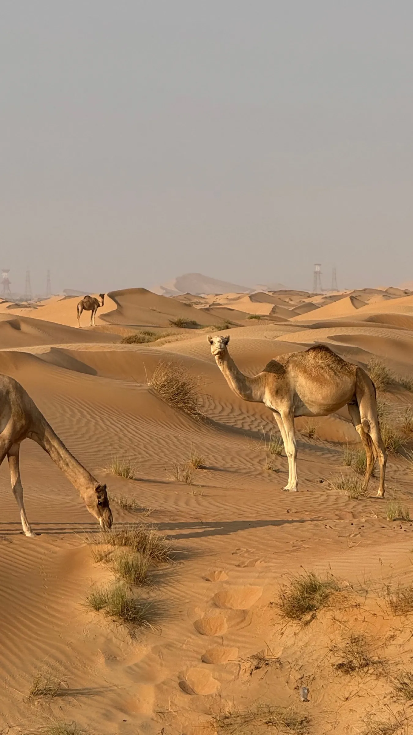 Camels grazing among UAE dunes. Much of the desert is shared, protected land